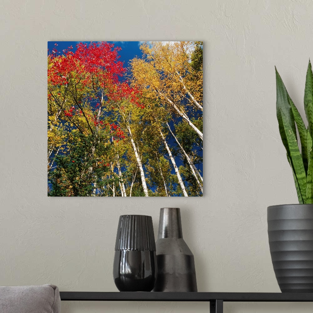 A modern room featuring Colorful Trees In Autumn At Acadia National Park