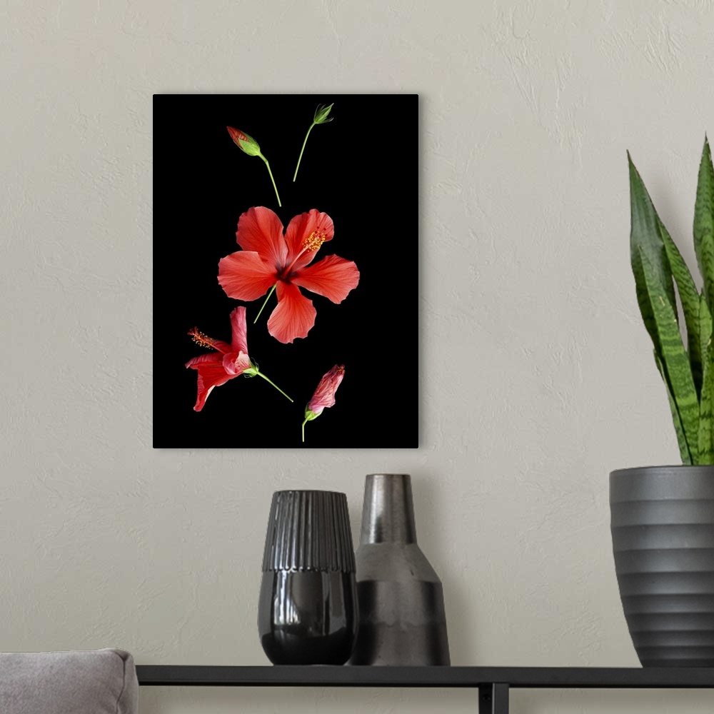 A modern room featuring Red hibiscus flower in five different stages of life, tight green bud, bud showing a flash of red...