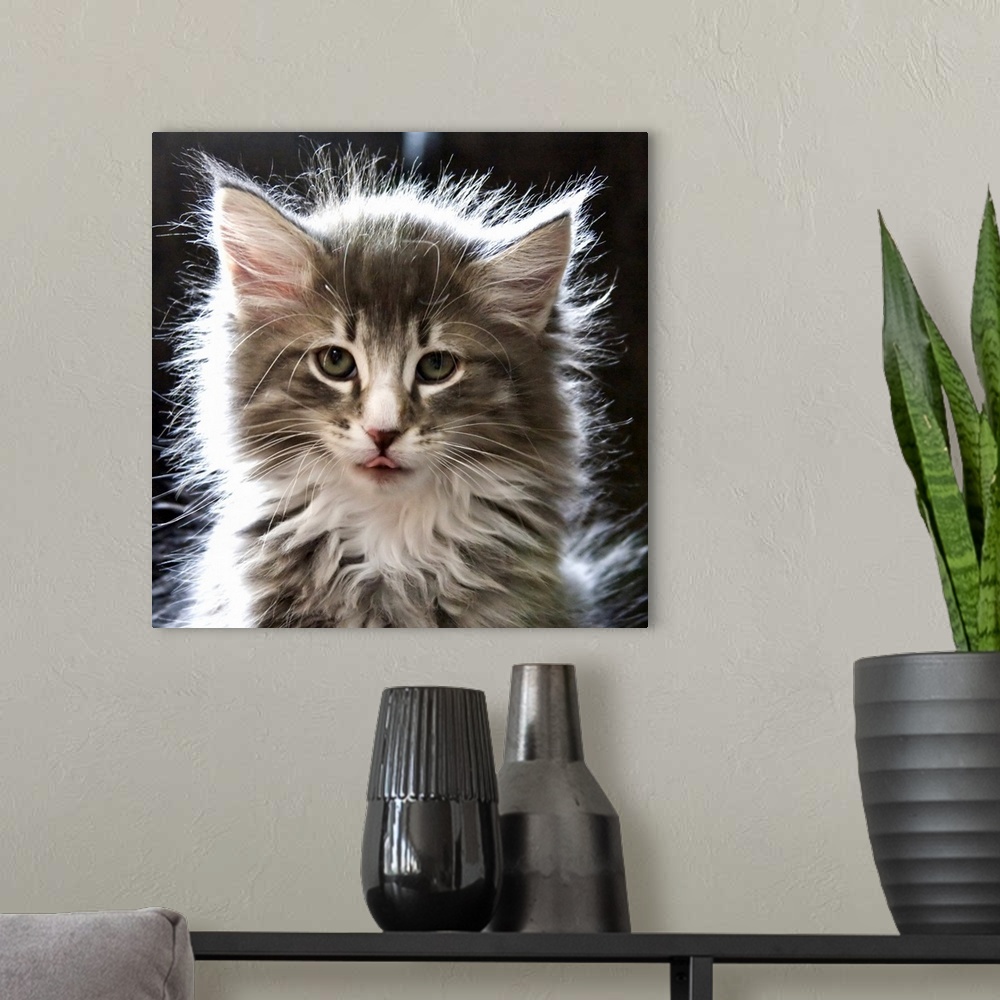 A modern room featuring Fluffy kitten with tongue out