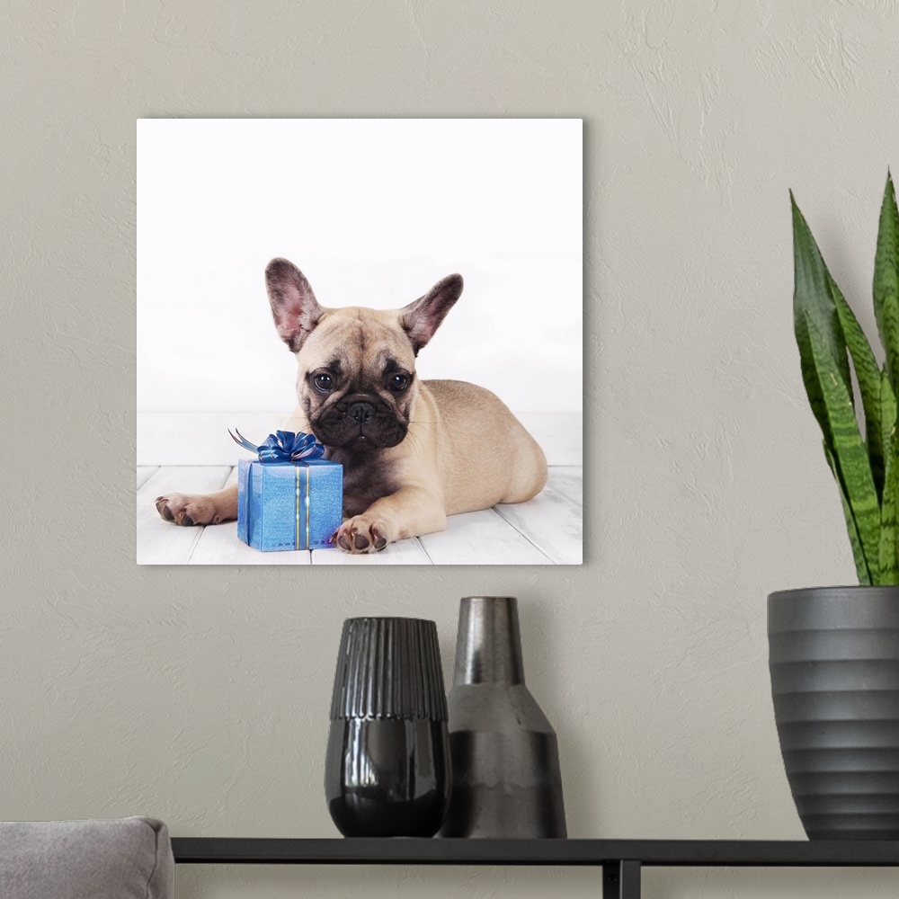 A modern room featuring French bulldog with a blue present
