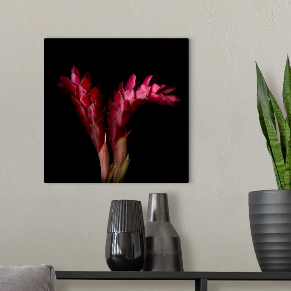 A modern room featuring Ginger flower on black background.