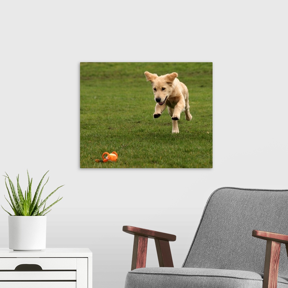 A modern room featuring Golden Retriever puppy jumping onto his favorite ball lying on grass.