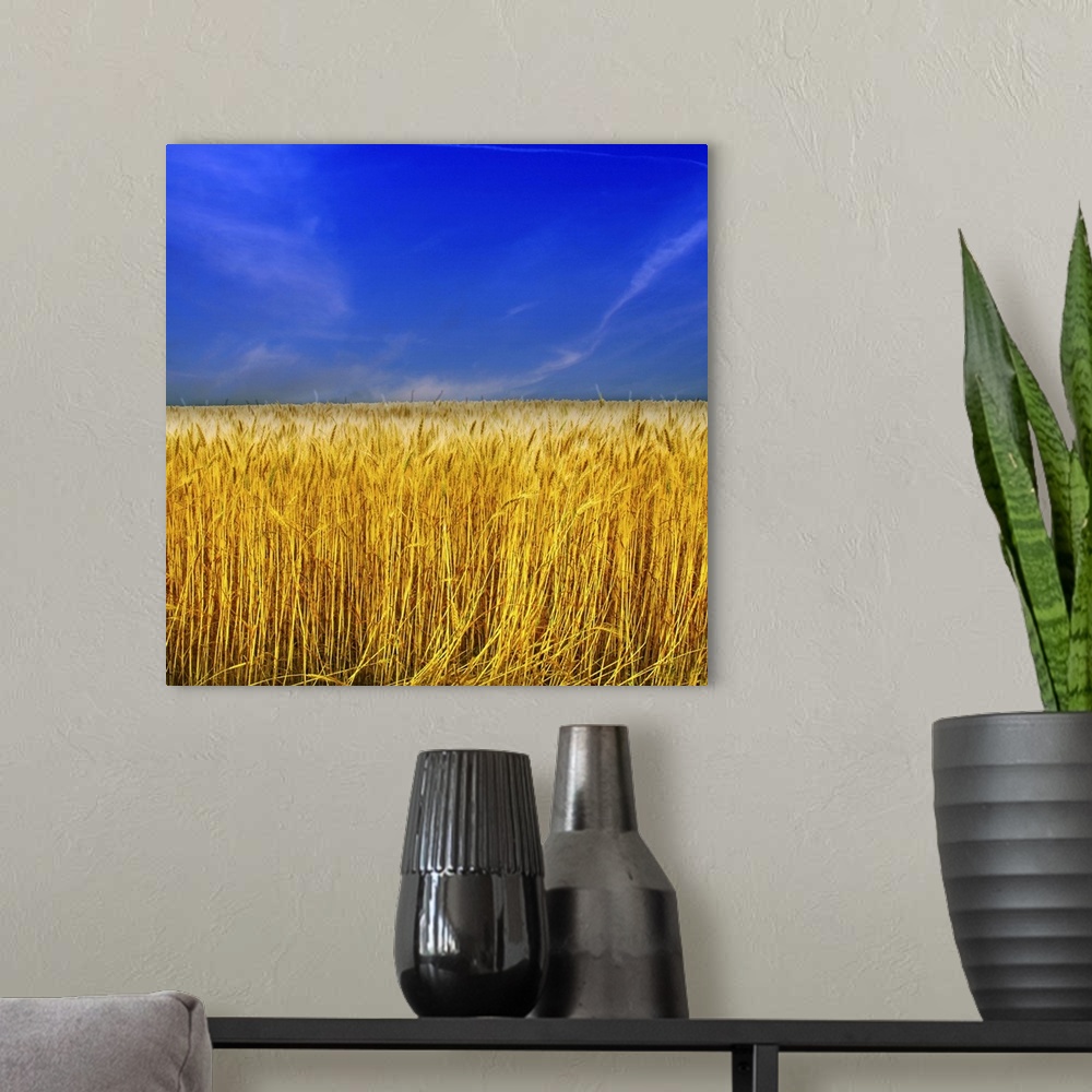 A modern room featuring Golden Wheat field against blue sky.