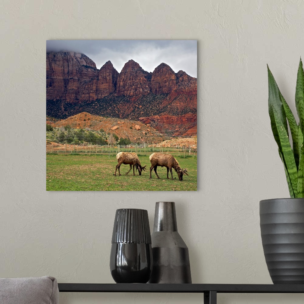 A modern room featuring With red rock formations as backdrop, molting elk grazing in pasture at Zion Canyon Elk Ranch in ...
