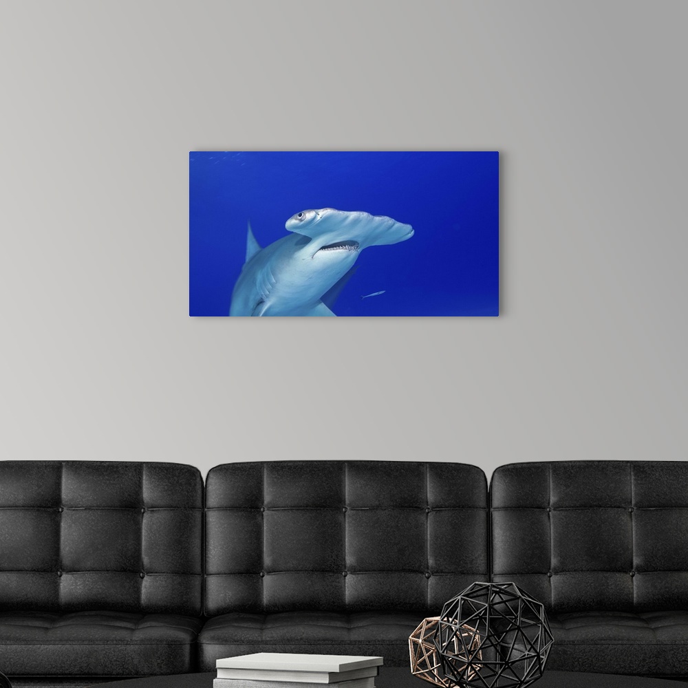 A modern room featuring Great Hammerhead sharks (Sphyrna mokarran) are found in shallow water near the coast of Bimini, B...