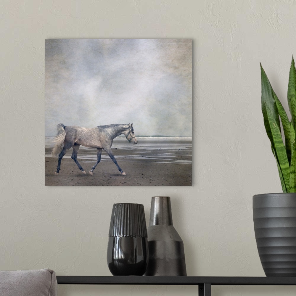 A modern room featuring Grey arabian horse trotting along beach. Texturized.