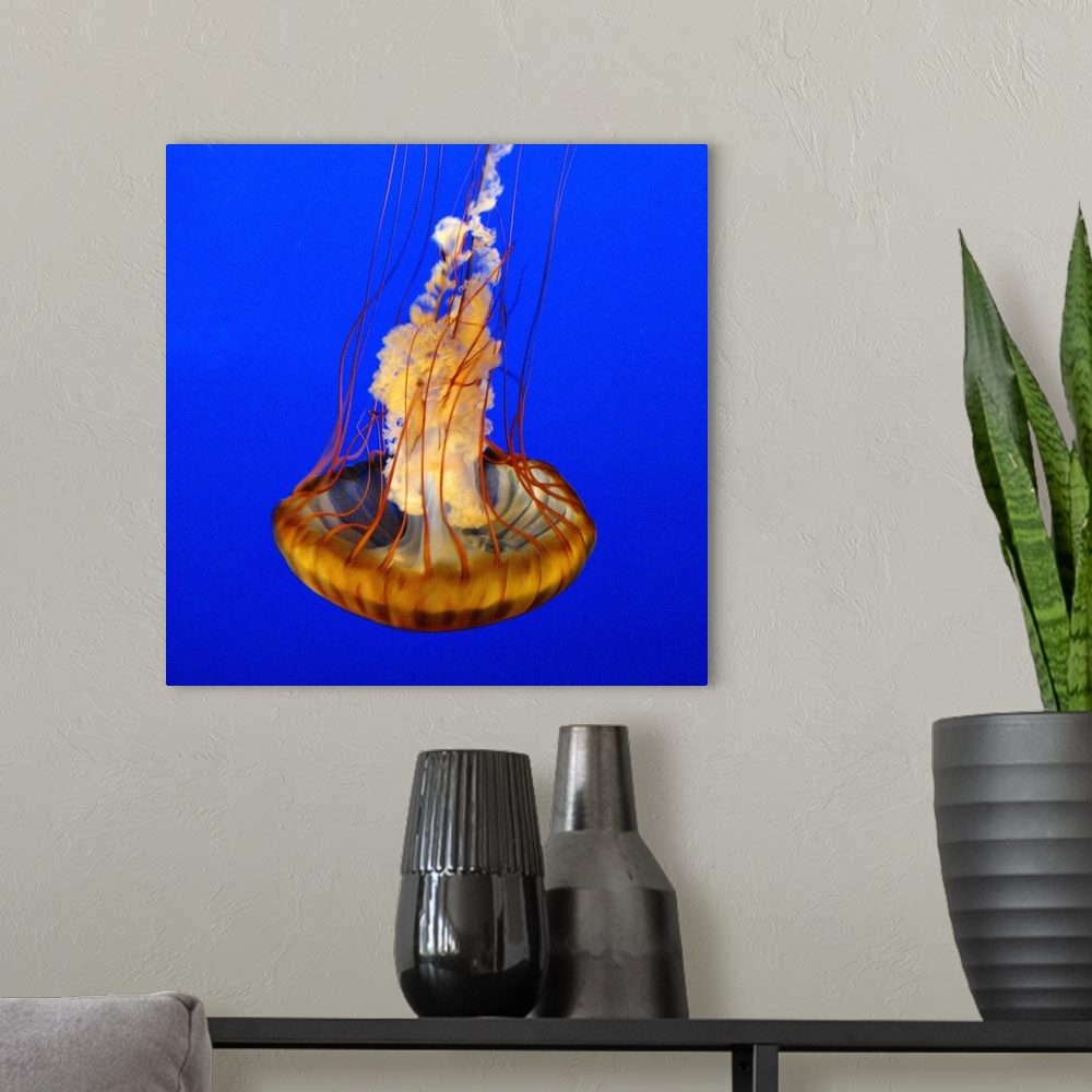 A modern room featuring Close-up of jelly fish with blue background.