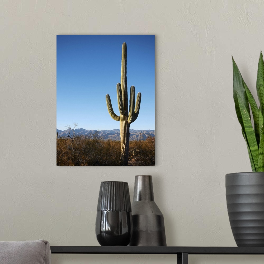 A modern room featuring Saguaro Cactus (Carnegiea gigantea) in Southern Arizona.