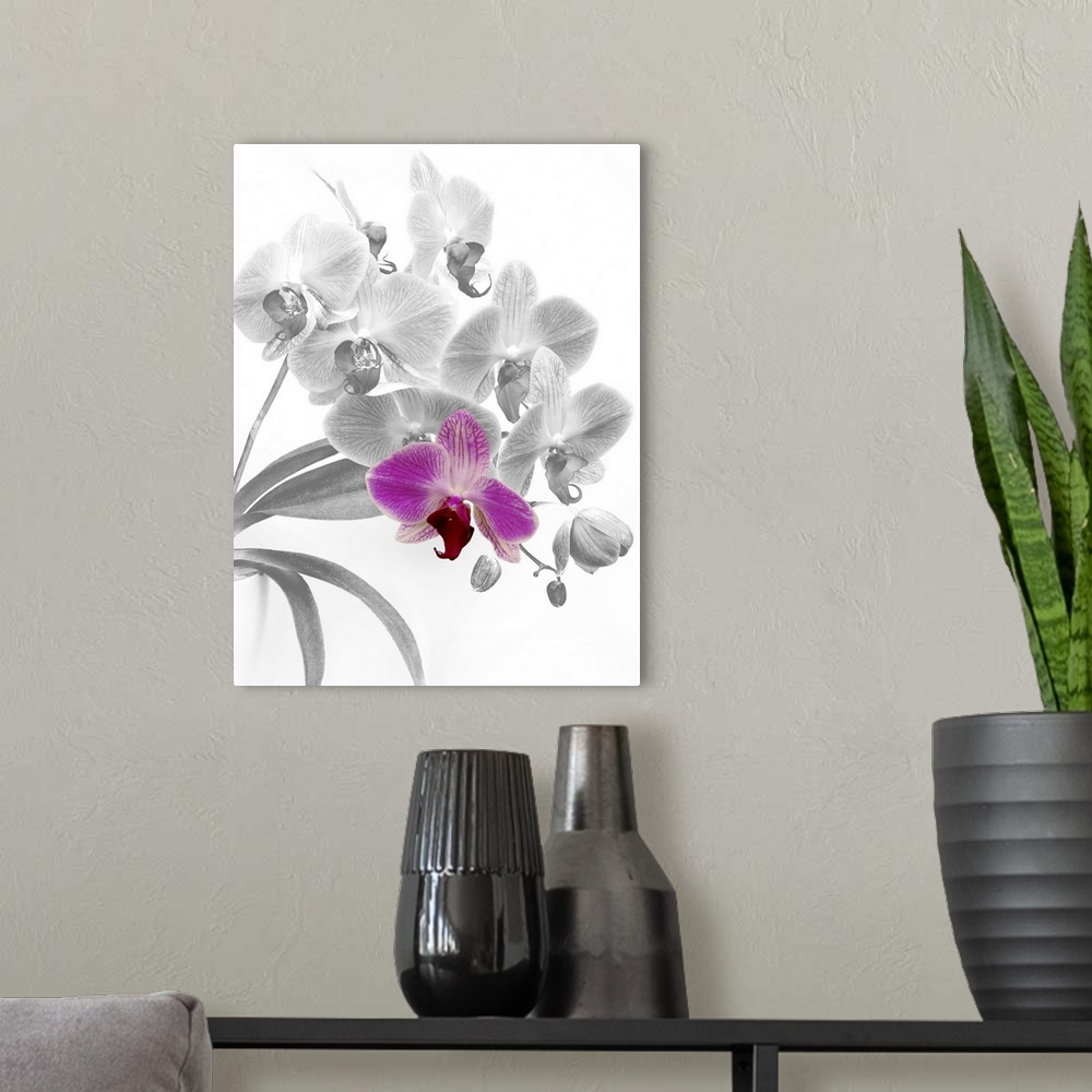 A modern room featuring Spray of pink phalaenopsis orchids digitally changed to shades of grey with one orchid restored t...