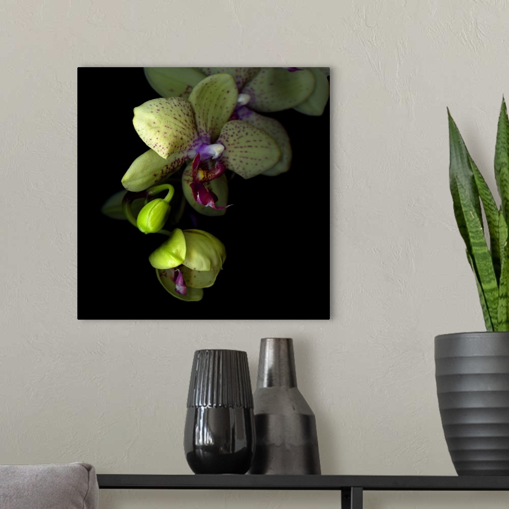 A modern room featuring Orchids against dark background.