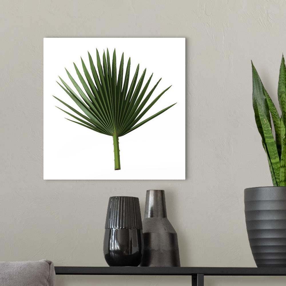 A modern room featuring Palm frond