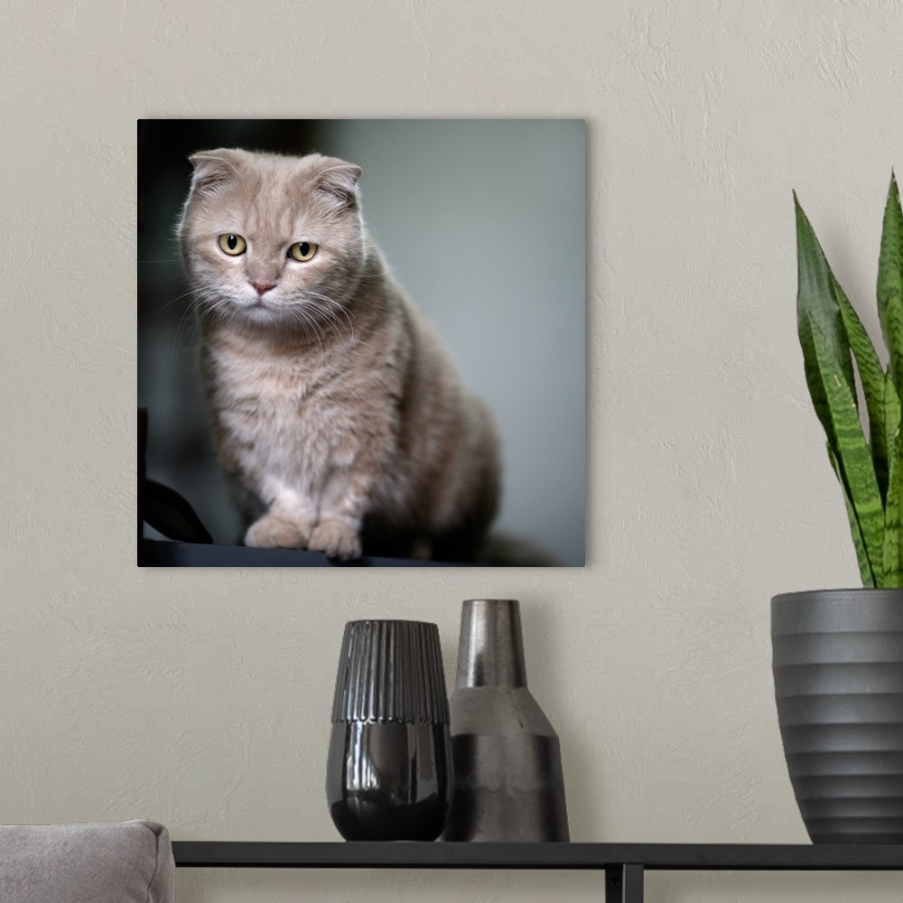 A modern room featuring Portrait of cat sitting.