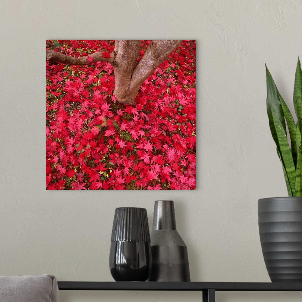 A modern room featuring Red Leaves On Ground