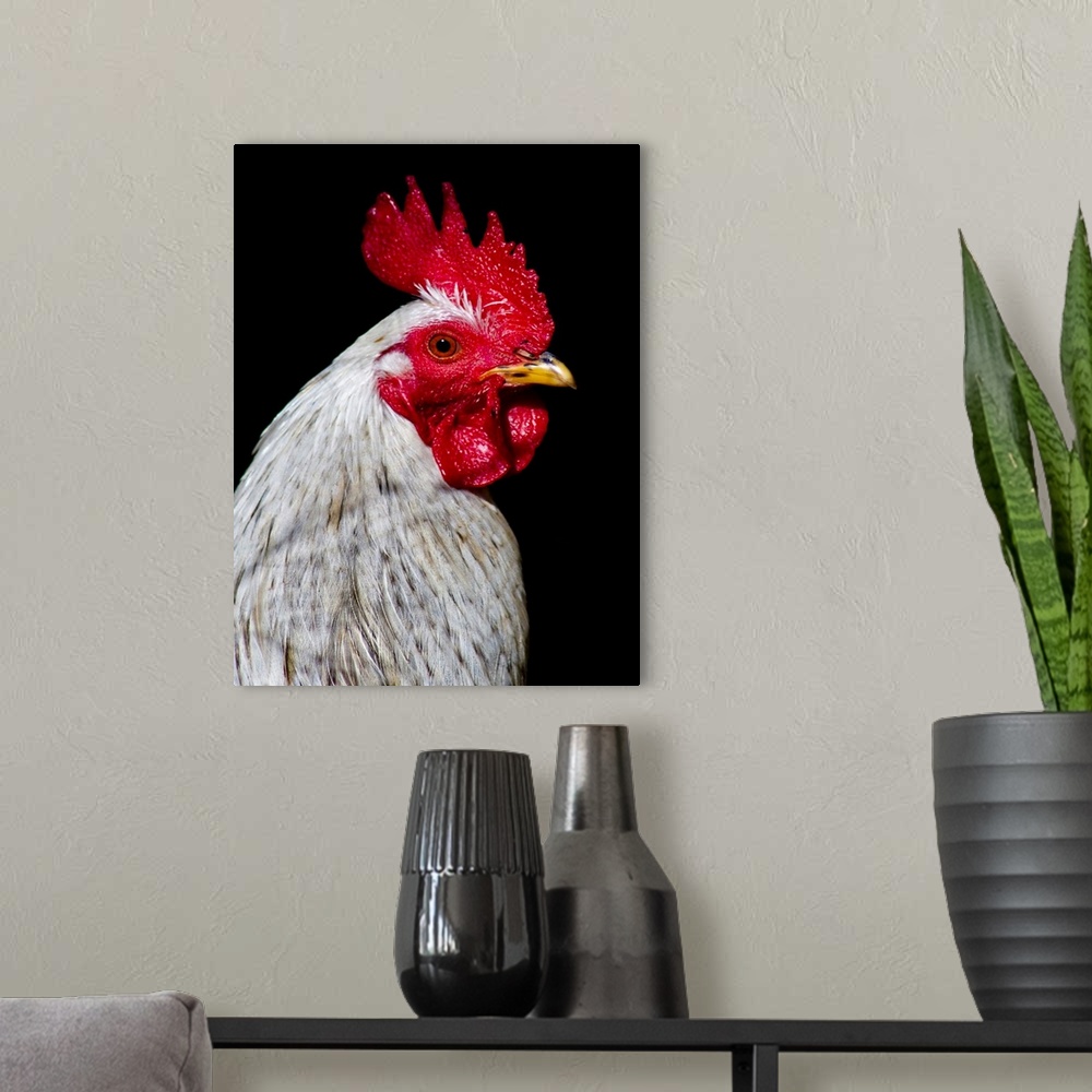 A modern room featuring Close-up of rooster with  bright red comb on black background.