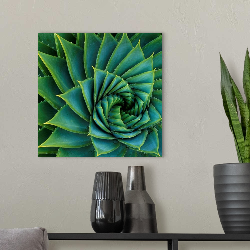 A modern room featuring Succulent With Spiked Leaves