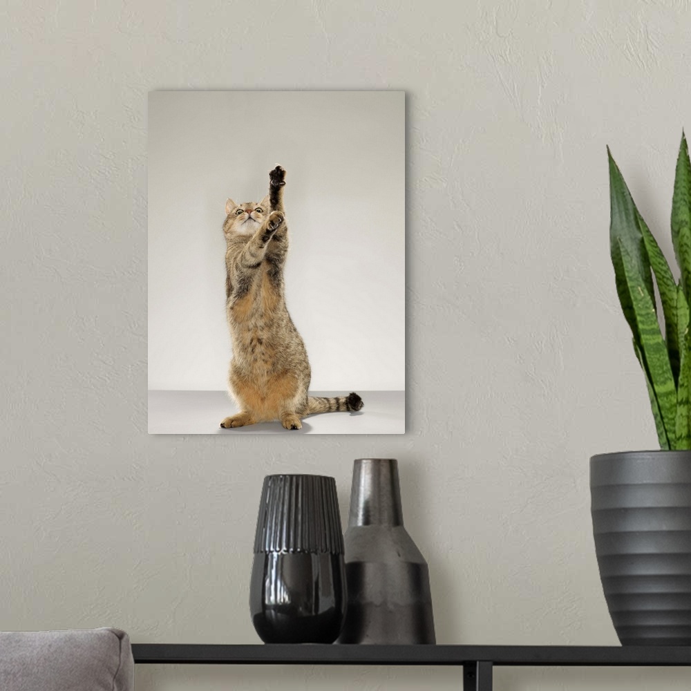 A modern room featuring Tabby cat standing on hind legs with stretching out paw