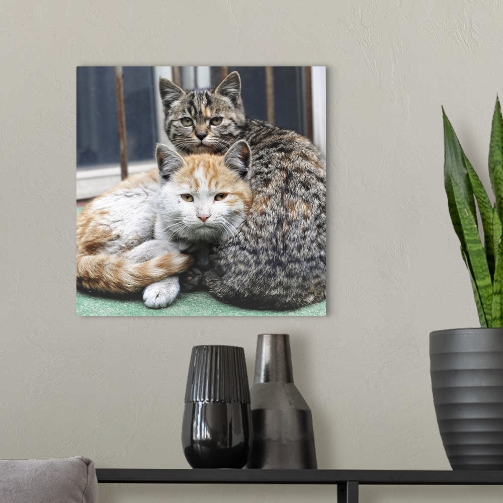 A modern room featuring Two cats looking at camera