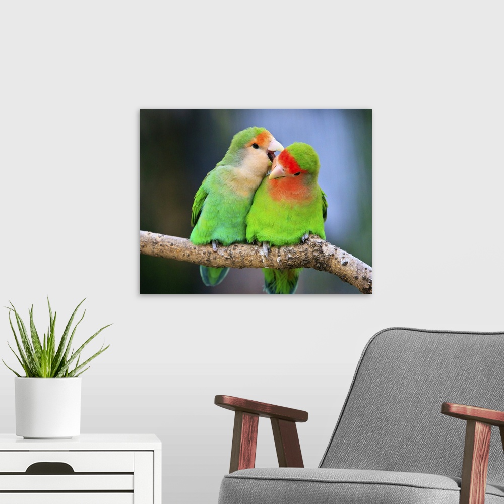 Two peach-faced lovebirds, whispering to each other in Shanghai Zoo.  Solid-Faced Canvas Print