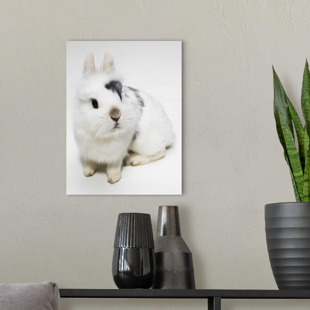 A modern room featuring White, black and brown rabbit
