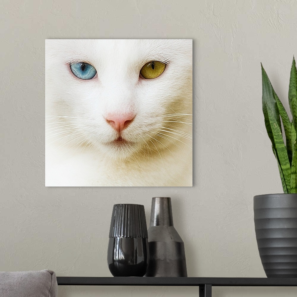 A modern room featuring Qhite cat with yellow and blue eyes.