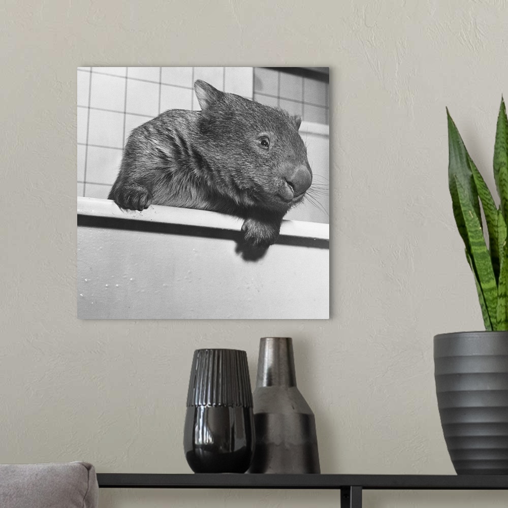 A modern room featuring Wimpie looks like an eager beaver. Though a marsupial, the wombat looks like a beaver with a snub...