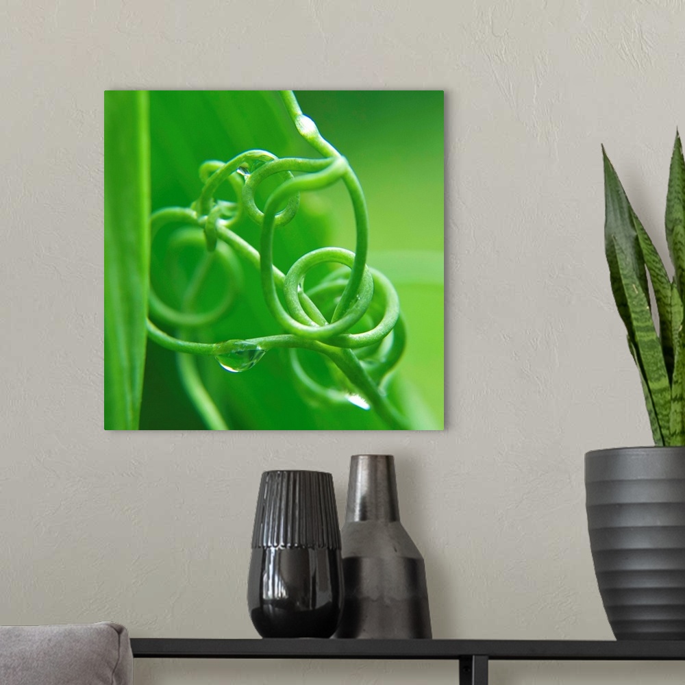 A modern room featuring Sweet Pea Tendril