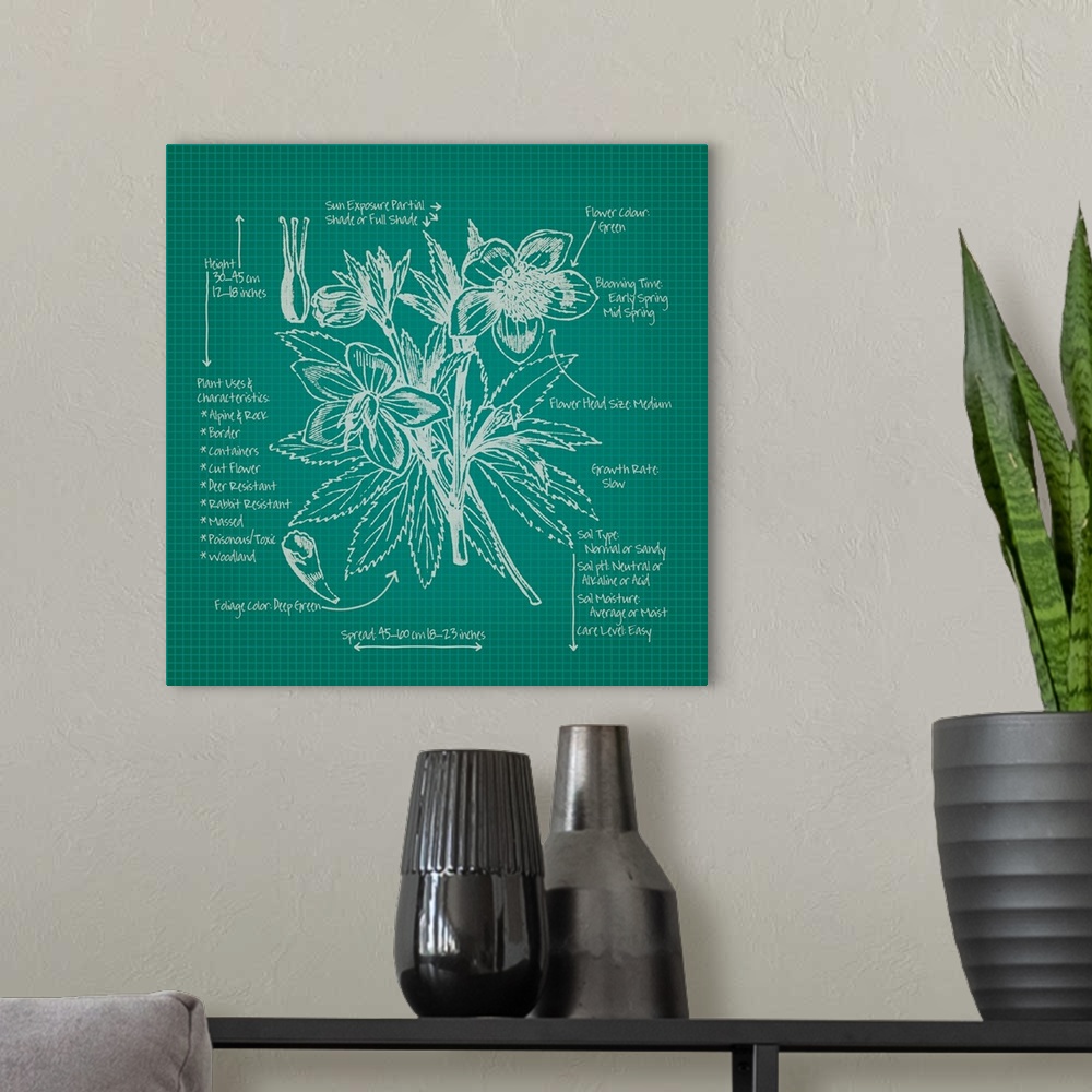 A modern room featuring Digital artwork of a blueprint in green and white featuring a perennial with brief information ab...