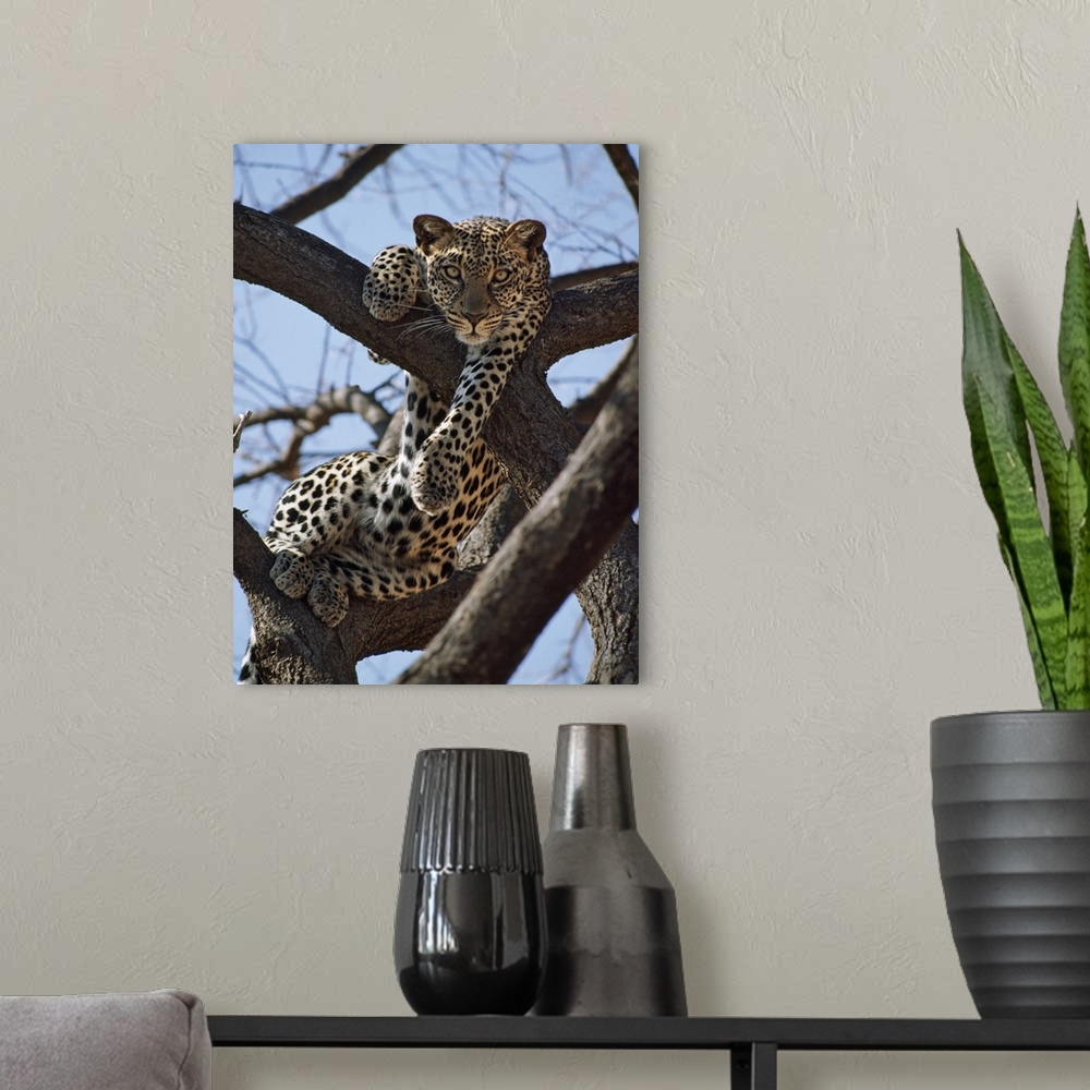 A modern room featuring A leopard gazes intently from a comfortable perch in a tree in Samburu National Reserve.