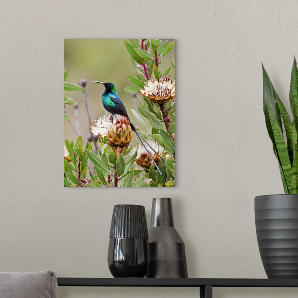 A modern room featuring A Malachite Sunbird on a protea flower at 9,750 feet on the moorlands of Mount Kenya.