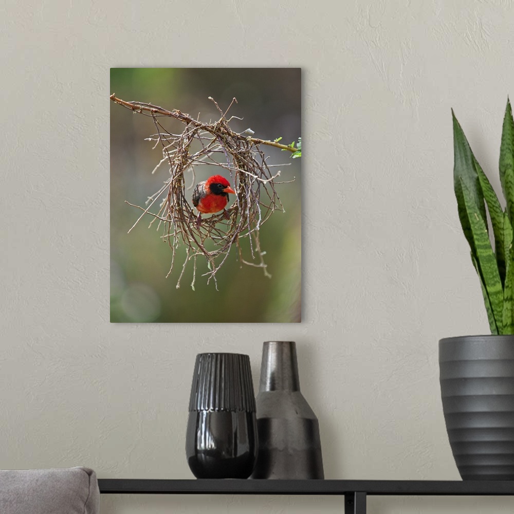 A modern room featuring A red-headed Weaver building its nest.