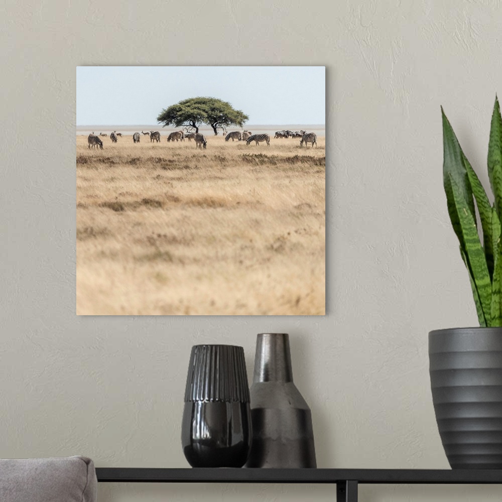 A modern room featuring Africa, Namibia, Etosha National park. Zebra herd with acacia tree in front of the Etosha pan.
