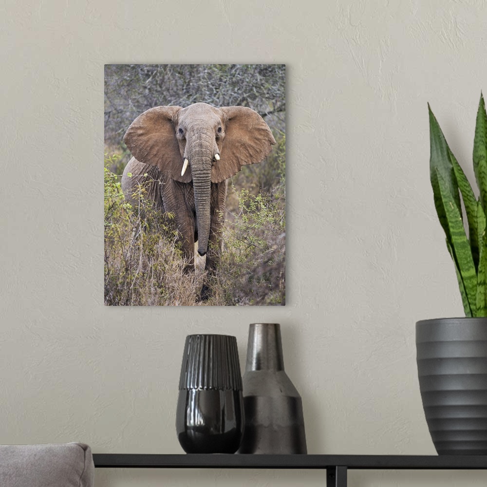 A modern room featuring Kenya, Laikipia County, Laikipia. A female elephant with raised head and outstretched ears warns ...
