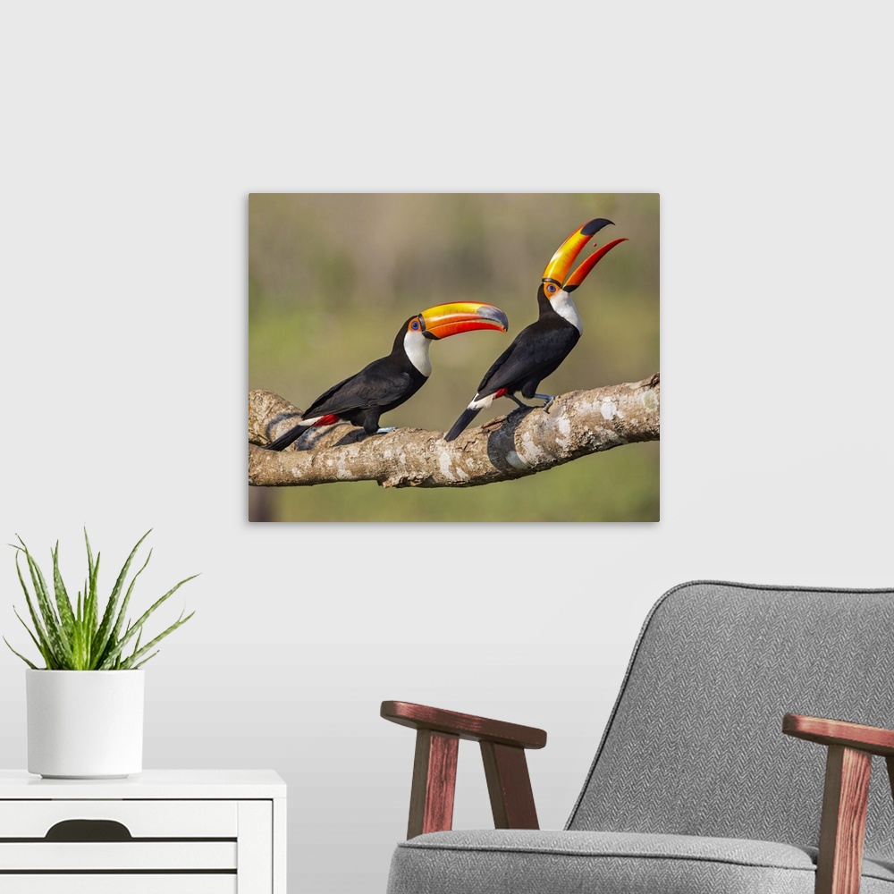 A modern room featuring Brazil, Pantanal, Mato Grosso do Sul. A pair of spectacular Toco Toucans feeding.