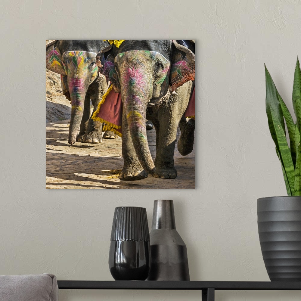 A modern room featuring India, Rajasthan, Jaipur, Amer. Decorated elephants stride down the narrow paved road from the ma...