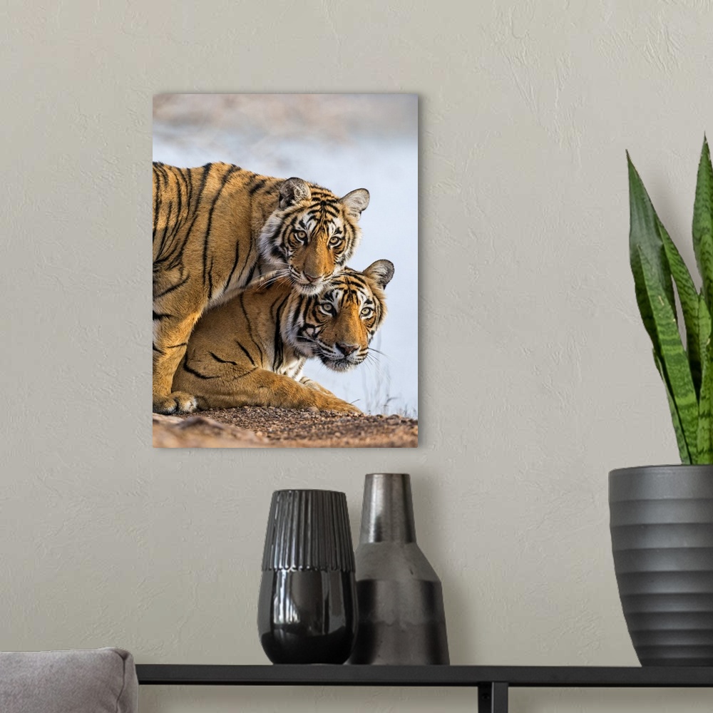 A modern room featuring India Rajasthan, Ranthambhore. A female Bengal tiger with one of her one-year-old cubs.