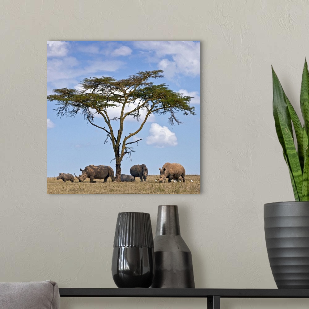 A modern room featuring Towards mid-day, white rhinos gather around the shade of an acacia tree to slumber.