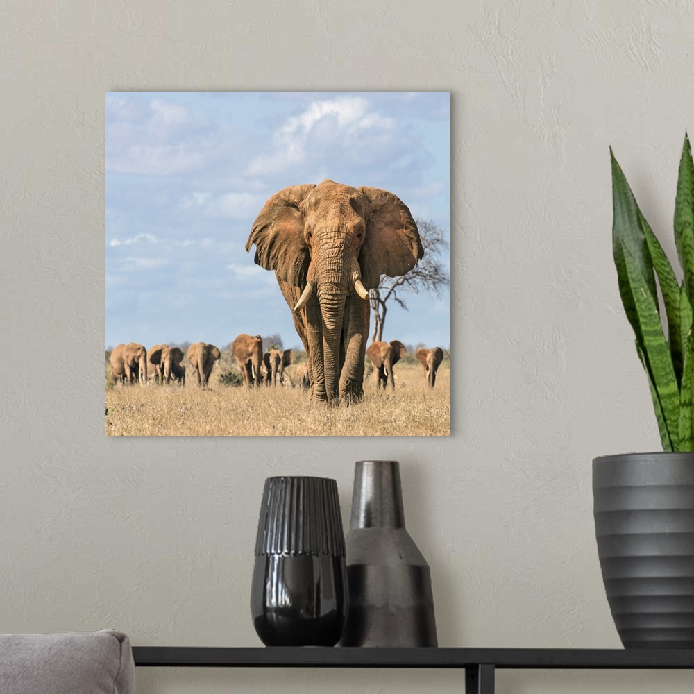 A modern room featuring Kenya, Taita-Taveta County, Tsavo East National Park. A fine bull African elephant leads his fami...