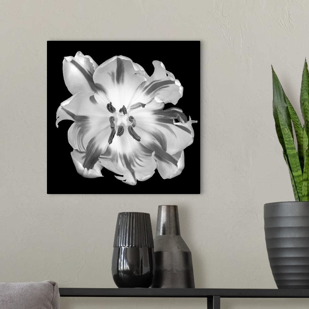 A modern room featuring This square wall hanging is a flower photograph from above and starkly contrasted against the bac...