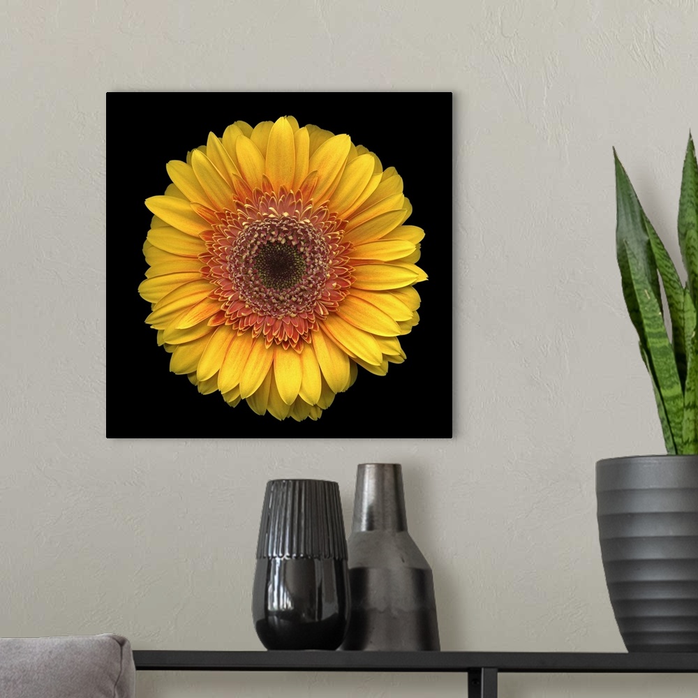 A modern room featuring Studio shot of the head of one round flower with many petals on a plain dark background.