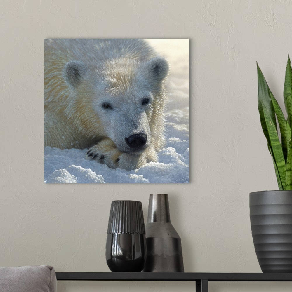 A modern room featuring Polar Bear Club
