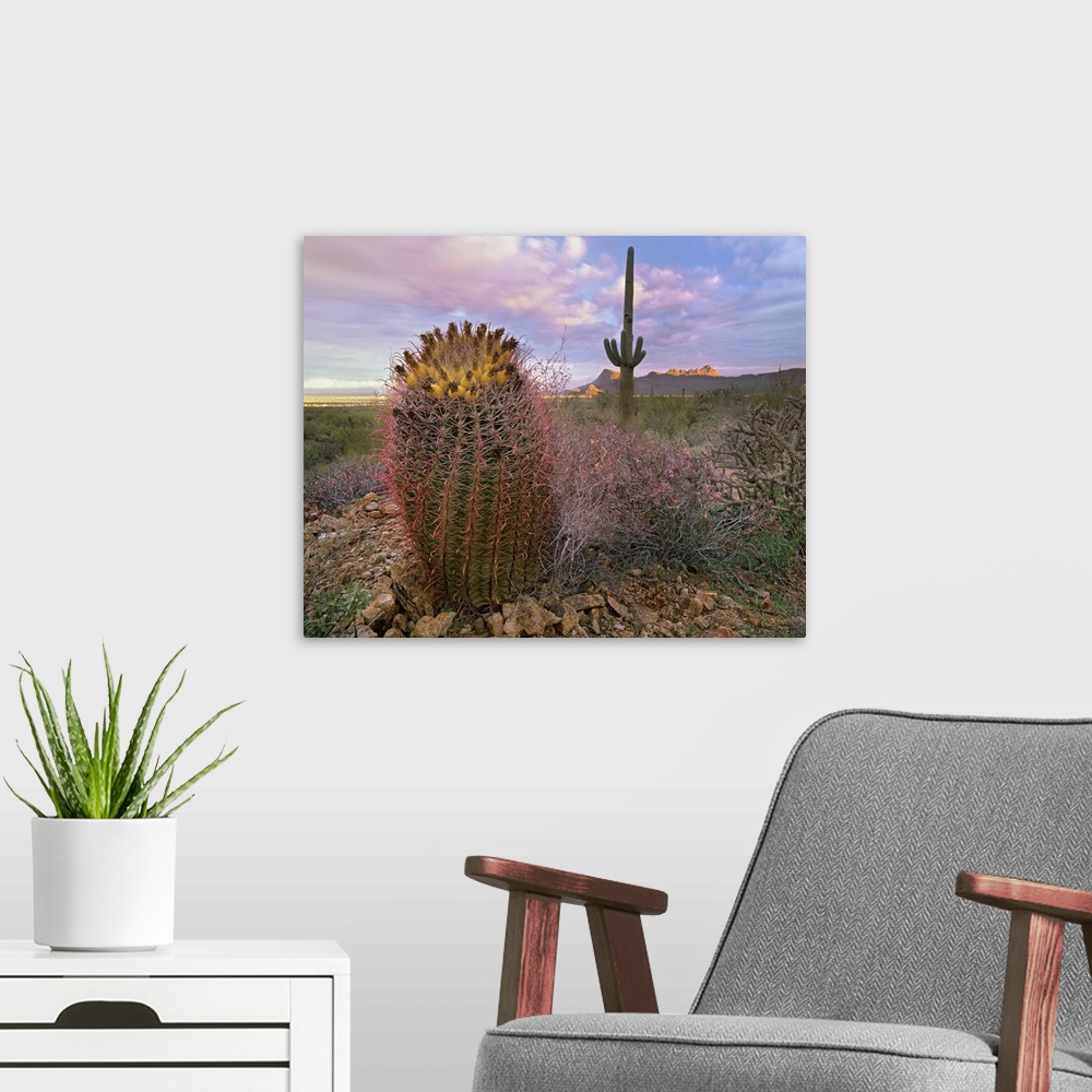 Saguaro and Giant Barrel Cactus, Saguaro National Park, Arizona Wall ...