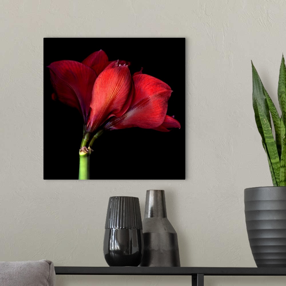 A modern room featuring Beautiful red Amaryllis.