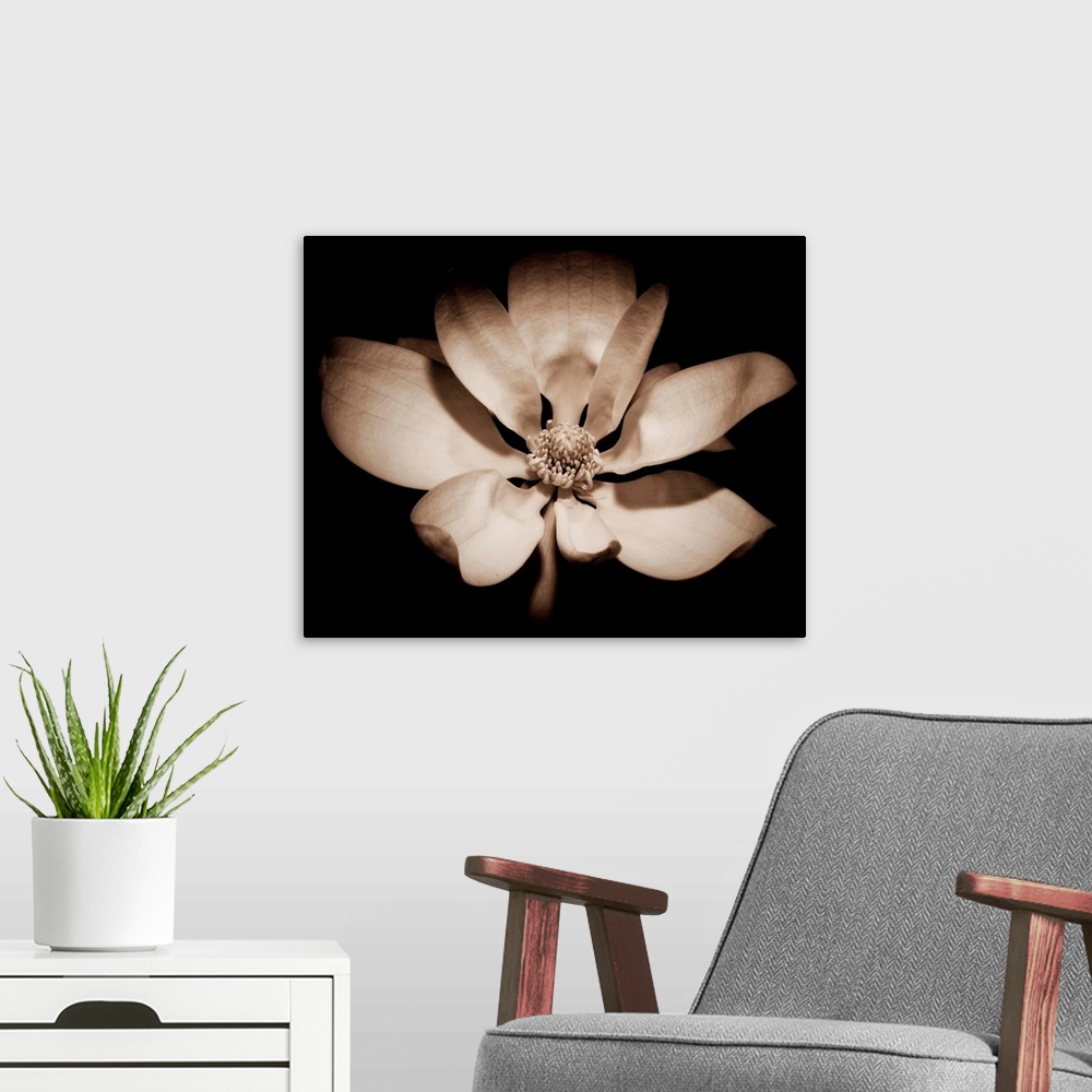 A modern room featuring Close up view of an open Magnolia Officinalis flower against black background in Sepia Tone.