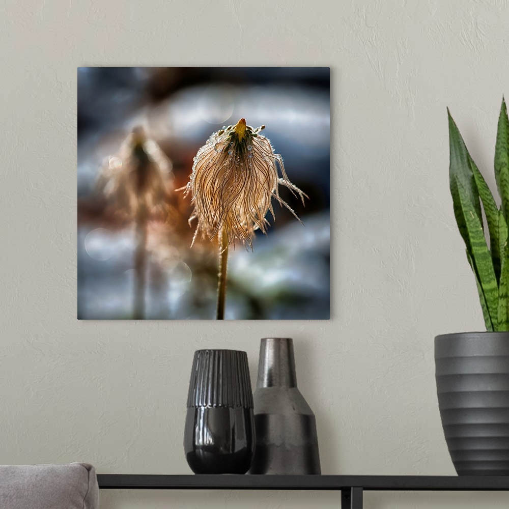 A modern room featuring Closeup of the seed head of a Pasque flower covered in dew drops, in the snow, in the mountains o...