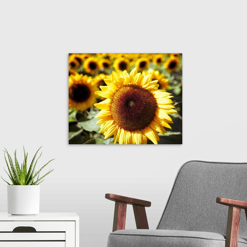 A modern room featuring Sunflower Head Close Up ina Field of Sunflowers.
