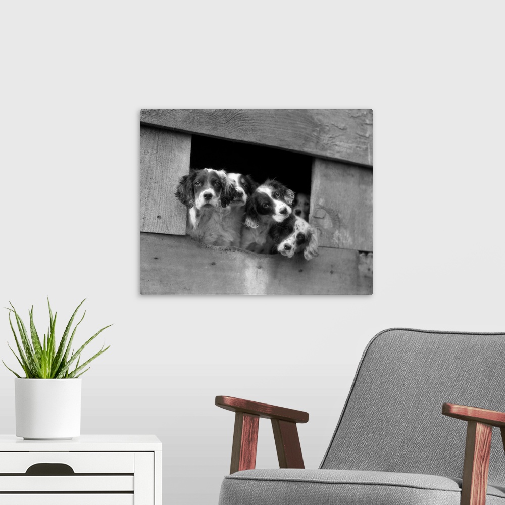 A modern room featuring 1920's 1930's Group Of English Setter Pups With Heads Sticking Out Of Opening In Kennel Looking A...