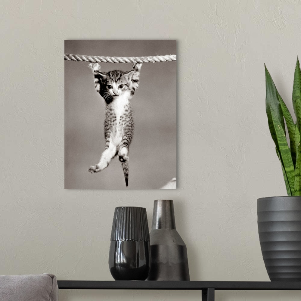 A modern room featuring 1950's Little Kitten Hanging From Rope Looking At Camera.