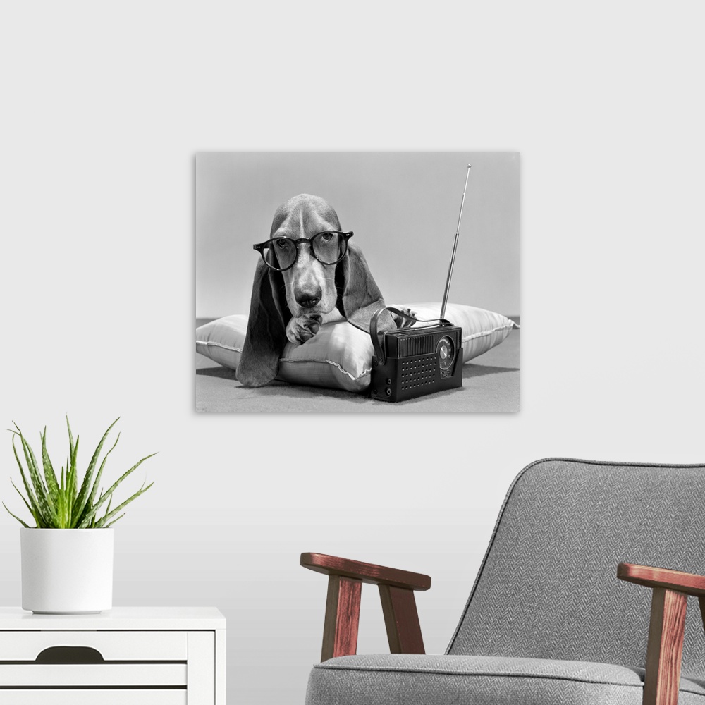 A modern room featuring 1960s Basset Hound Character Wearing Eye GLasses Lying On Pillow Listening To Transistor Radio Lo...