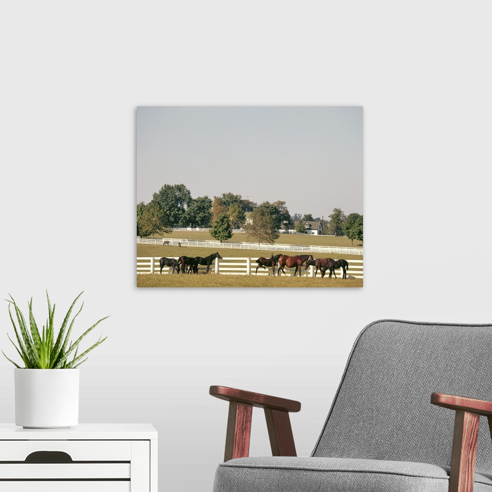 A modern room featuring 1990's Small Group Of Horses Beside White Pasture Fence Late In Summer.