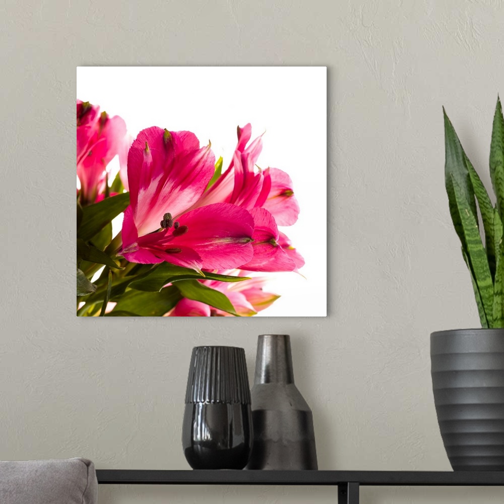 A modern room featuring Alstroemeria flowers against white background.